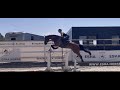 Cheval de CSO Talentvol springpaard (Comme Il Faut) 4 jaar uit top merrielijn