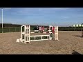 Show jumping horse Talentvol springpaard