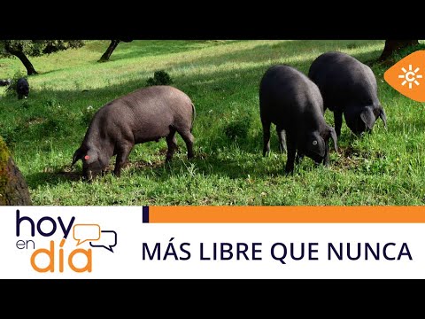 Hoy en día | Añada excepcional para el cerdo ibérico de la Sierra de Aracena