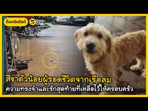 สี่ขาตัวน้อยผู้รอดชีวิตจากเรือ สี่ขาตัวน้อยผู้รอดชีวิตจากเรือ