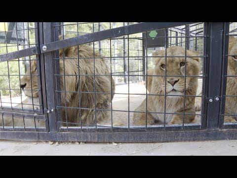 AAP España rehabilita a nueve leones rescatados de Ucrania en su centro de Villena