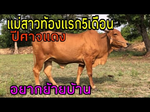 แม่สาวท้องแรกpz130ท้อง5เดือน-อ แม่สาวท้องแรกpz130ท้อง5เดือน-อ