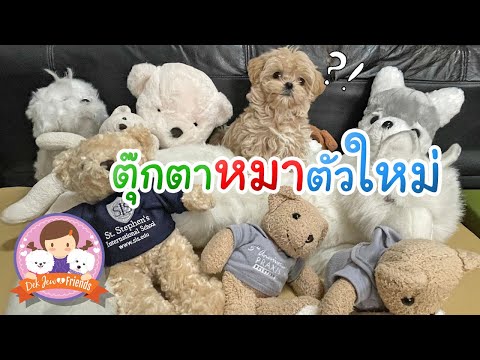 ตุ๊กตาหมาตัวใหม่ของเด็กจิ๋ว