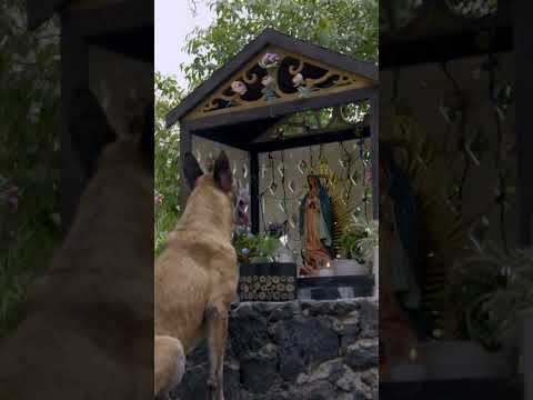 Perrito le pide el milagro a La Rosa de Guadalupe #LaRosaDeGuadalupe