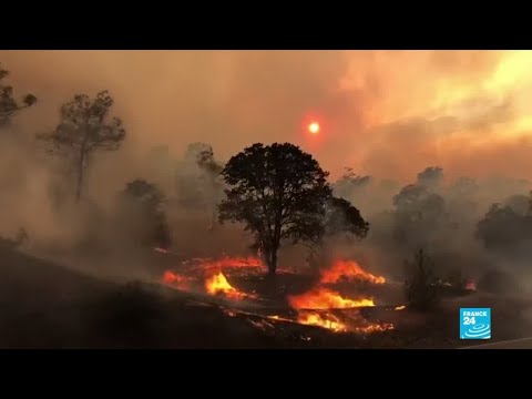 Incendies en Californie : des milliers d'hectares partis en fumée