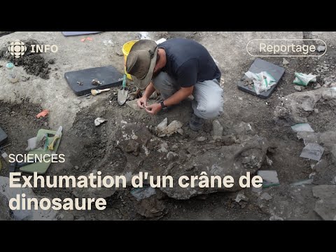 Des paléontologues exhument un crâne complet de dinosaure