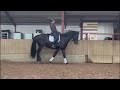 Dressage horse Super knappe eyecatcher