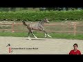 Show jumping horse CADANS BLUE VAN DE VENNEN Z