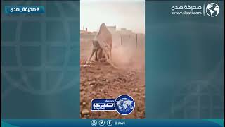 وش يفك بينهم