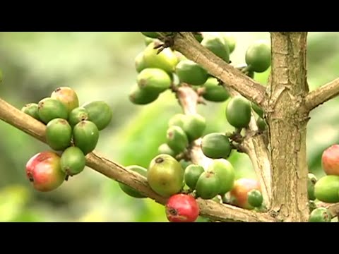 Precios internacionales del café favorecen a la producción nicaragüenses