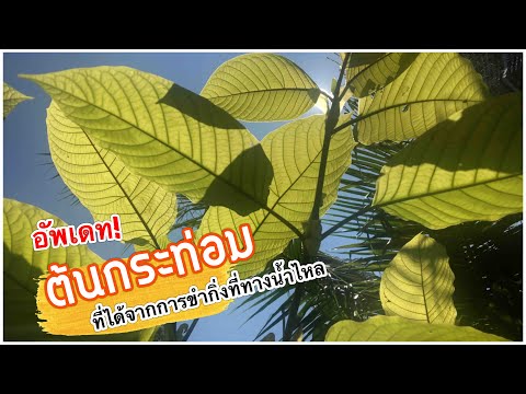 อัพเดทต้นกระท่อมที่ได้จากการ