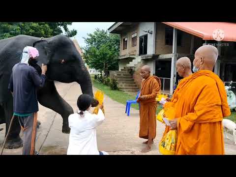 ทำบุญวันเกิด-พลายโตโต้ ทำบุญวันเกิด-พลายโตโต้