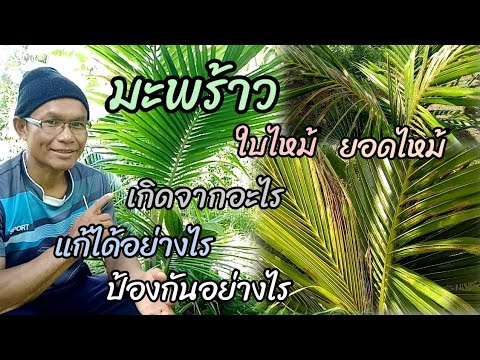 มะพร้าวยอดและใบไหม้เกิดจากอะไร มะพร้าวยอดและใบไหม้เกิดจากอะไร