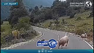 الحلال انتقم من راعيه