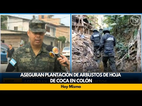 Aseguran plantación de arbustos de hoja de coca en Colón