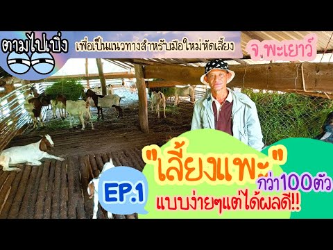 เลี้ยงแพะกว่า100ตัว-แบบง่ายๆแต เลี้ยงแพะกว่า100ตัว-แบบง่ายๆแต