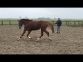 Dressage horse 3 jarige lantanas merrie