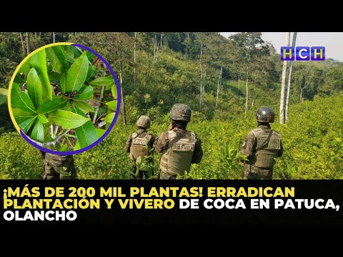 ¡Más de 200 mil plantas! Erradican plantación y vivero de Coca en Patuca, Olancho
