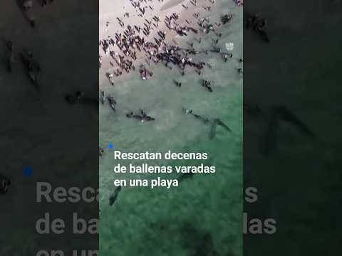 Rescatan decenas de ballenas varadas en una playa