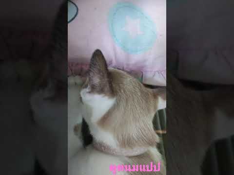 หิวนม หิวนม