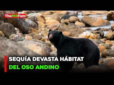 NOTICIAS | CRISIS AMBIENTAL: LA LUCHA DE UN OSO ANDINO POR AGUA | TheMXFam