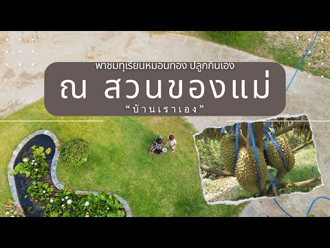 ทุเรียนหมอนทองกระท้อนปุยฝ้าย