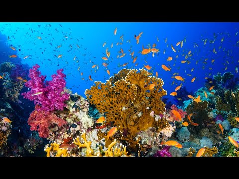 Koraï : la restauration des bancs de coraux