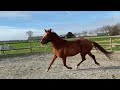 Dressage horse Mooie en lieve jonge sportmerrie