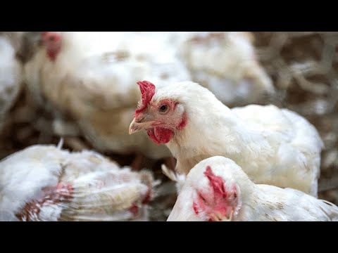 Declaran emergencia sanitaria por influenza aviar