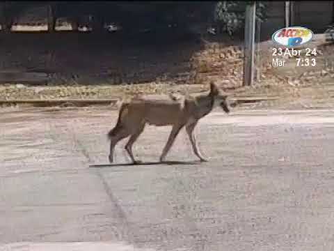 Managua: Coyotes llegan a la ciudad en busca de comida