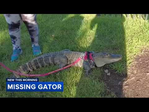 Wally, the emotional support alligator, missing after vacation with owner in Georgia