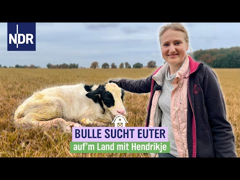 Tapetenwechsel für die Kühe | NDR auf'm Land mit Hendrikje