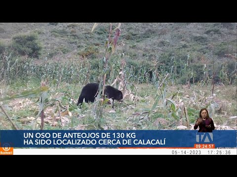 Un oso de anteojos fue localizado cerca de Calacalí