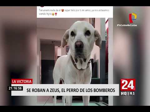 La Victoria: se roban a ‘Zeus’, perro de la compañía de bomberos