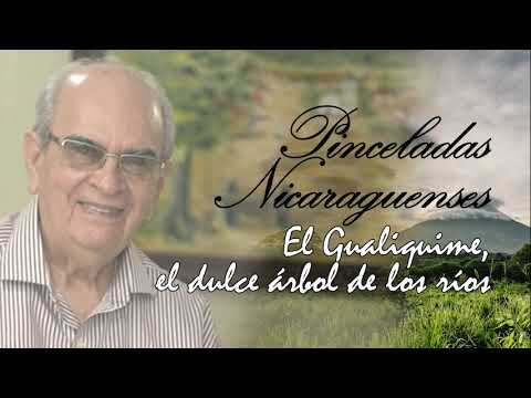 Pinceladas Nicaragüenses - El Gualiquime, el dulce árbol de los ríos