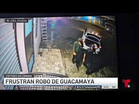 Frustran robo de guacamaya en Quebradillas