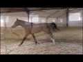 حصان القفز Paard met veel vermogen