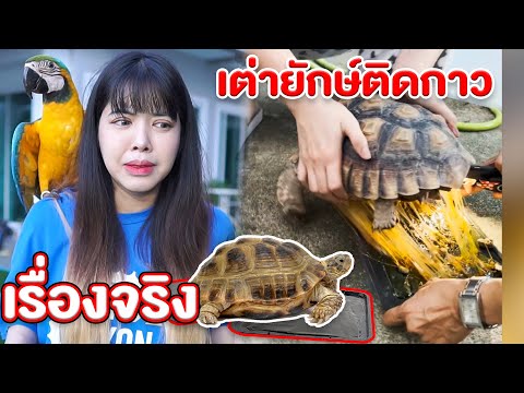 เรื่องจริง-เกือบไม่รอด-เต่ายัก เรื่องจริง-เกือบไม่รอด-เต่ายัก