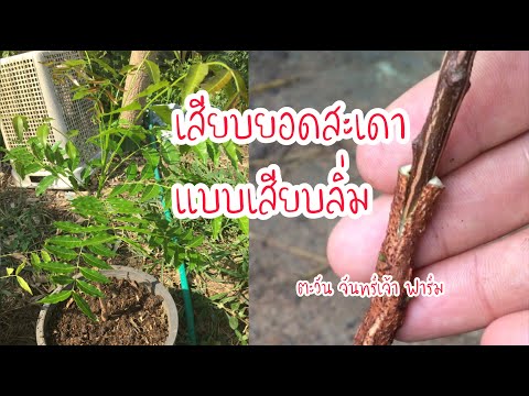 เสียบยอดสะเดาแบบเสียบลิ่ม เสียบยอดสะเดาแบบเสียบลิ่ม