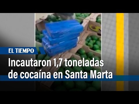 Incautan 1,7 toneladas de cocaína dentro de un cargamento de aguacates | El Tiempo