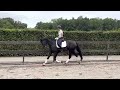 Dressage horse Talentvolle 3 jarige merrie van Dreamboy