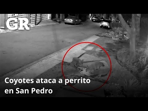 Coyotes atacan a perrita en San Pedro | Monterrey