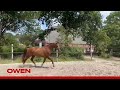 Dressage horse 3 jarige ruin van Knock Out