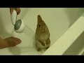 Bunny shower