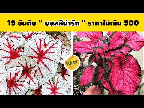 19-อันดับ-บอนสี-ราคาน่ารัก-ไม่ 19-อันดับ-บอนสี-ราคาน่ารัก-ไม่