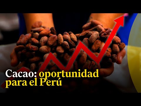 Precio del cacao se triplicó en los últimos 12 meses y supera los 11 mil dólares