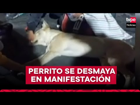 Cercado de Lima: socorren a perrito durante manifestación
