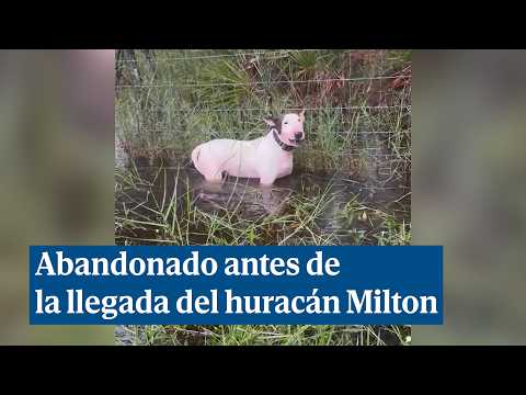 Salvan a un perro atado y cubierto de agua poco antes de que el huracán Milton llegara a Florida