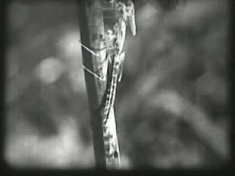 Boards of Canada - The Smallest Weird Number