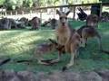 Kangaroo mother calling Joey back to pouch